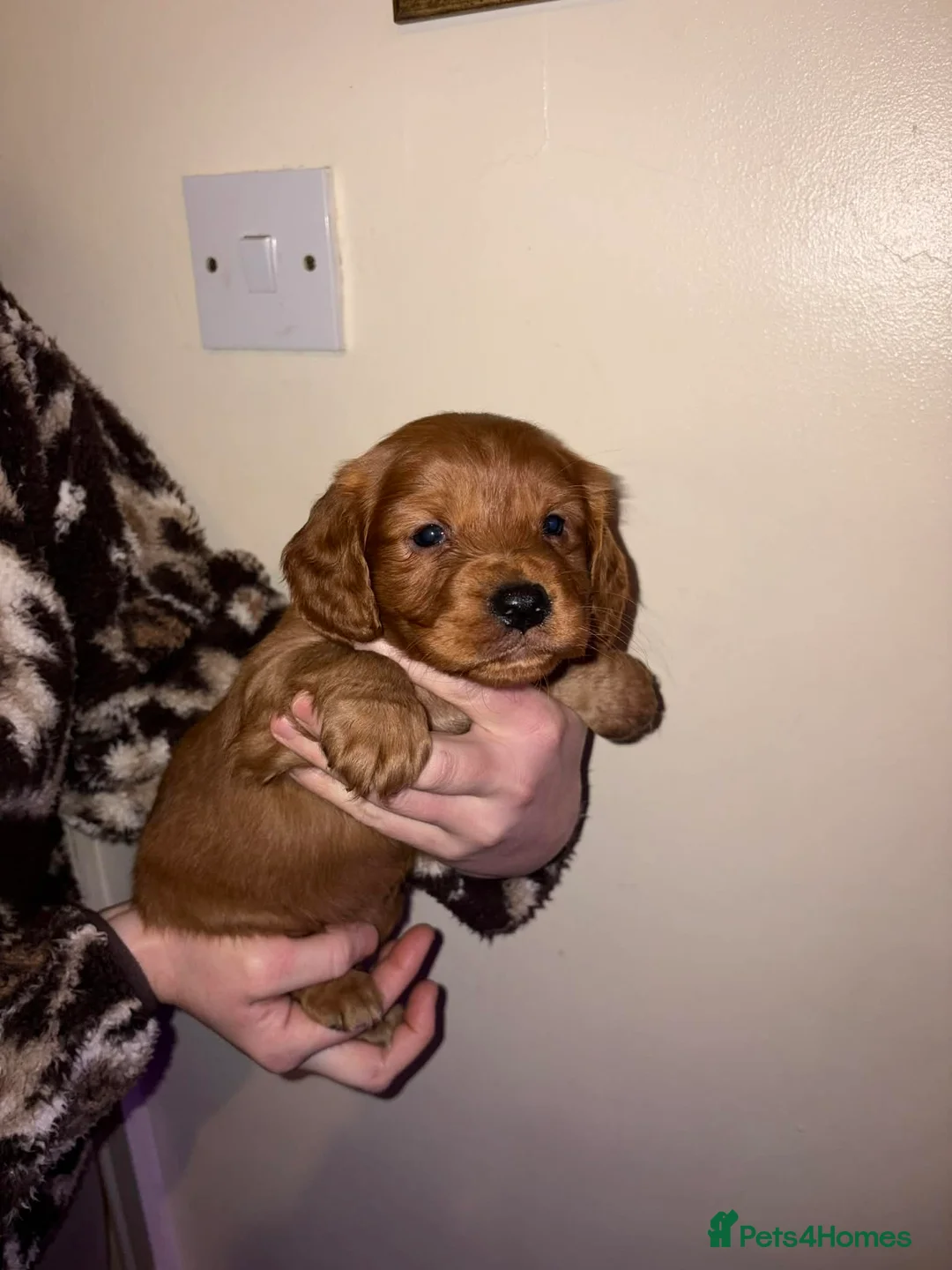 Cockapoo dogs for sale: Cockapoo puppies  - Advert 3