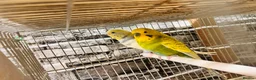 Budgerigars birds for sale: Various proven breeding pair budgies  - Advert 3