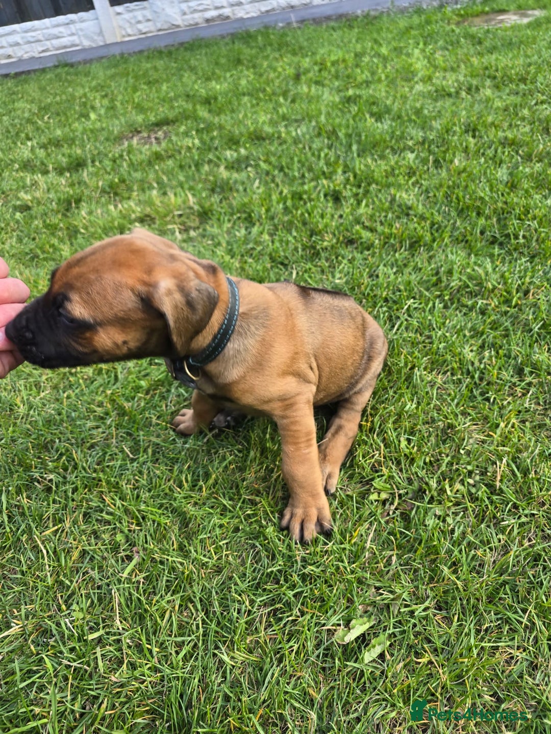 Rhodesian Ridgeback dogs for sale: Rhodesian ridgeback puppies - Image 3