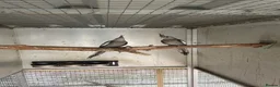 Cockatiels birds for sale: 2026 Young ALBINO / PIED /GREY Cockatiels  - Advert 28