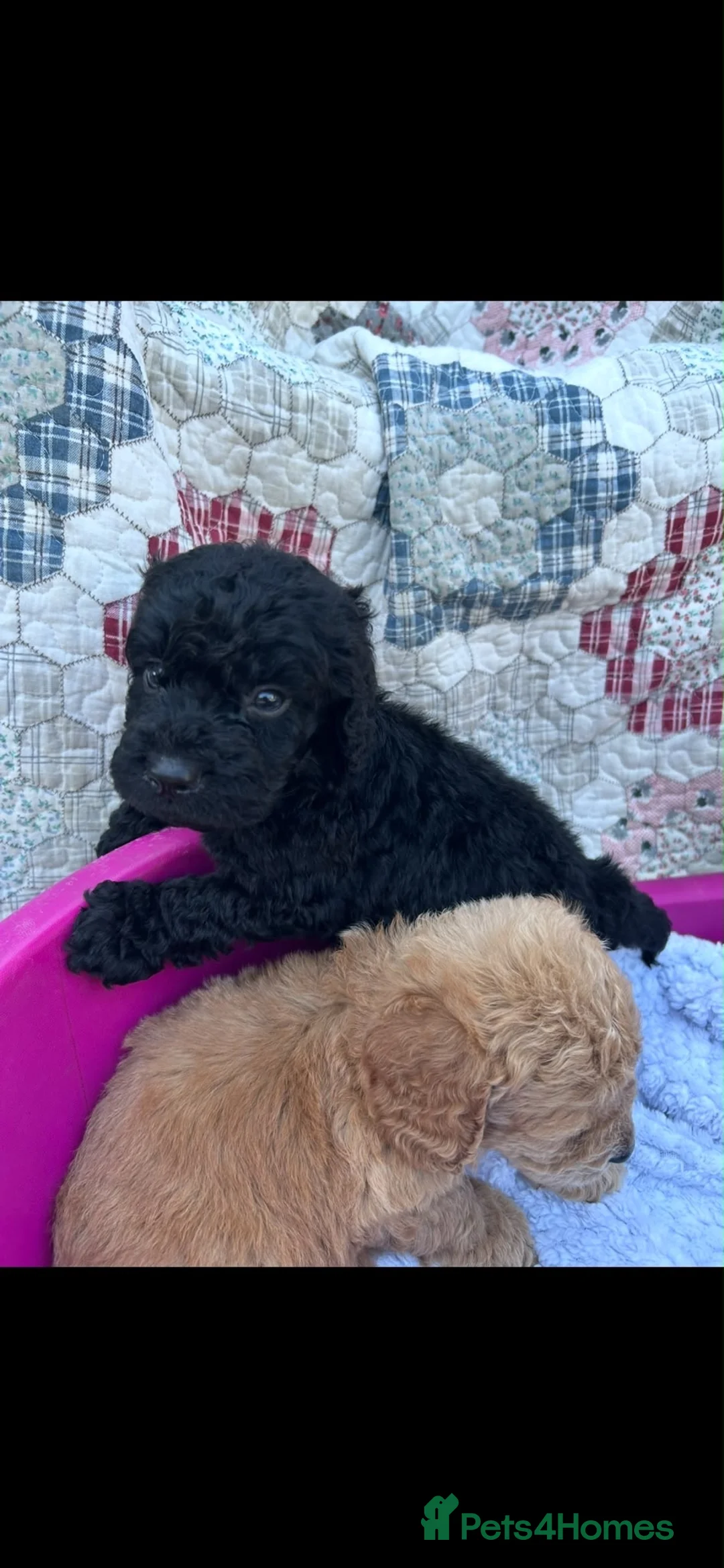 Cockapoo dogs for sale: Beautiful cockapoo puppies - Advert 2