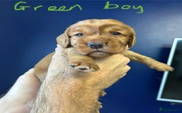 Cocker Spaniel dogs for sale: working cocker spaniel puppies - Image 11