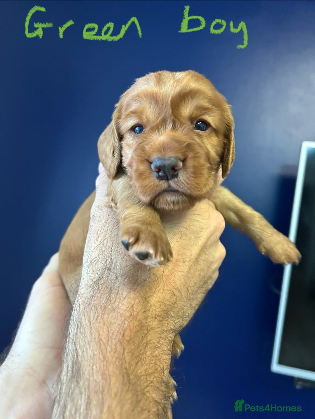 Cocker Spaniel dogs for sale: working cocker spaniel puppies - Image 11