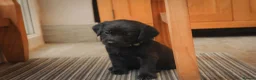 Mixed Breed dogs for sale: Gorgeous Labrador cross pups in Bury Saint Edmunds - Advert 1