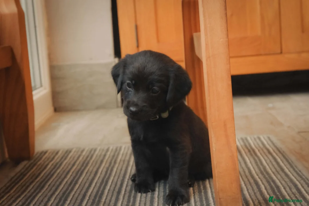 Mixed Breed dogs for sale: Gorgeous Labrador cross pups in Bury Saint Edmunds - Advert 1