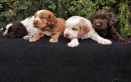 Cocker Spaniel dogs for sale: Cocker Spaniel Puppies - Image 2