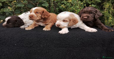 Cocker Spaniel dogs - Advert 8