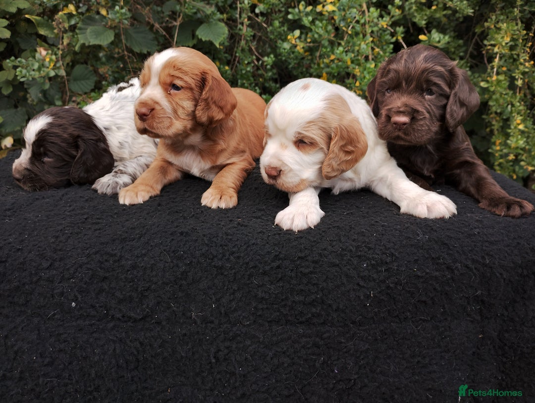 Cocker Spaniel dogs for sale: Cocker Spaniel Puppies - Image 2