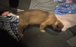 Mixed Breed dogs for sale: German Sheperd cross Lurcher Puppies - Image 16