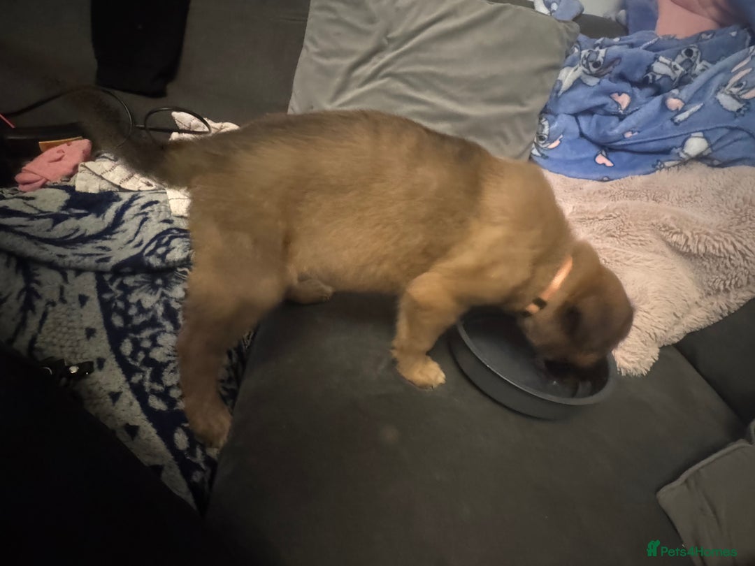 Mixed Breed dogs for sale: German Sheperd cross Lurcher Puppies - Image 16