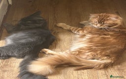 Maine Coon cats for sale: 5 beautiful maine coones  - Image 29
