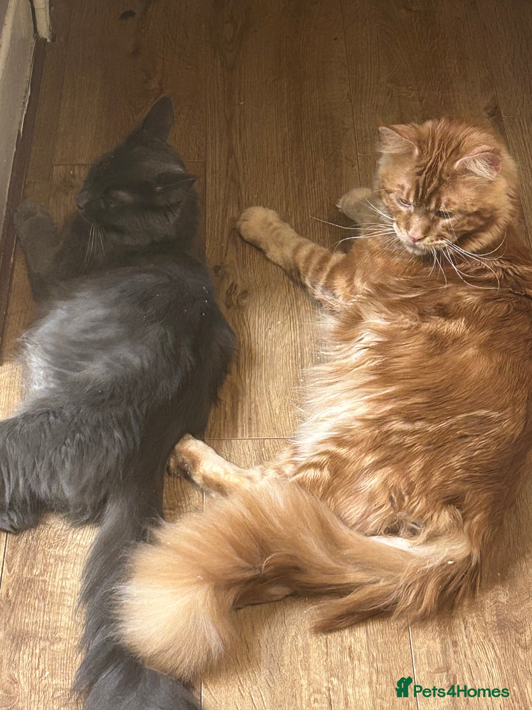 Maine Coon cats for sale: 5 beautiful maine coones  - Image 29