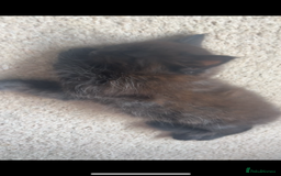 British Longhair cats for sale: 2 fluffy female kittens  - Image 2