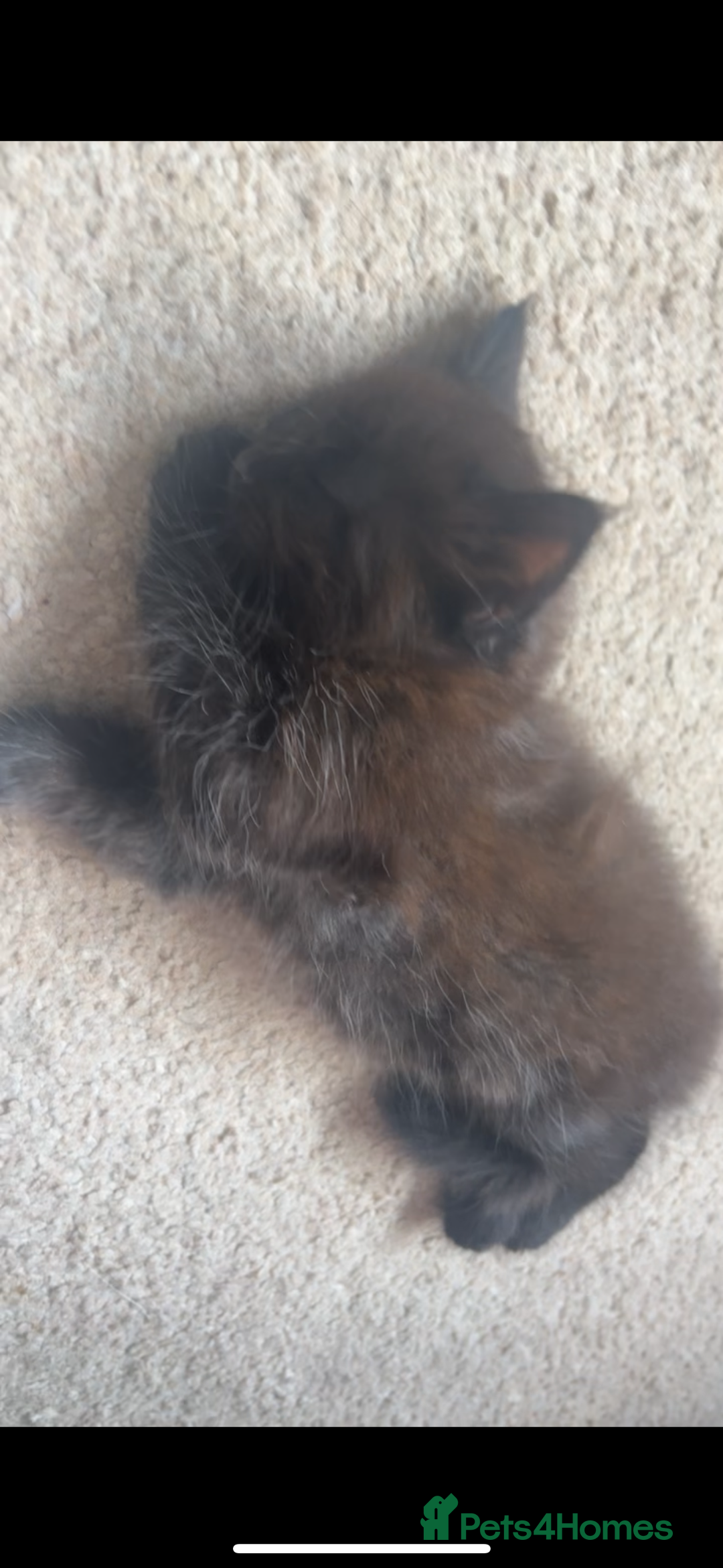 British Longhair cats for sale: 2 fluffy female kittens  - Image 2