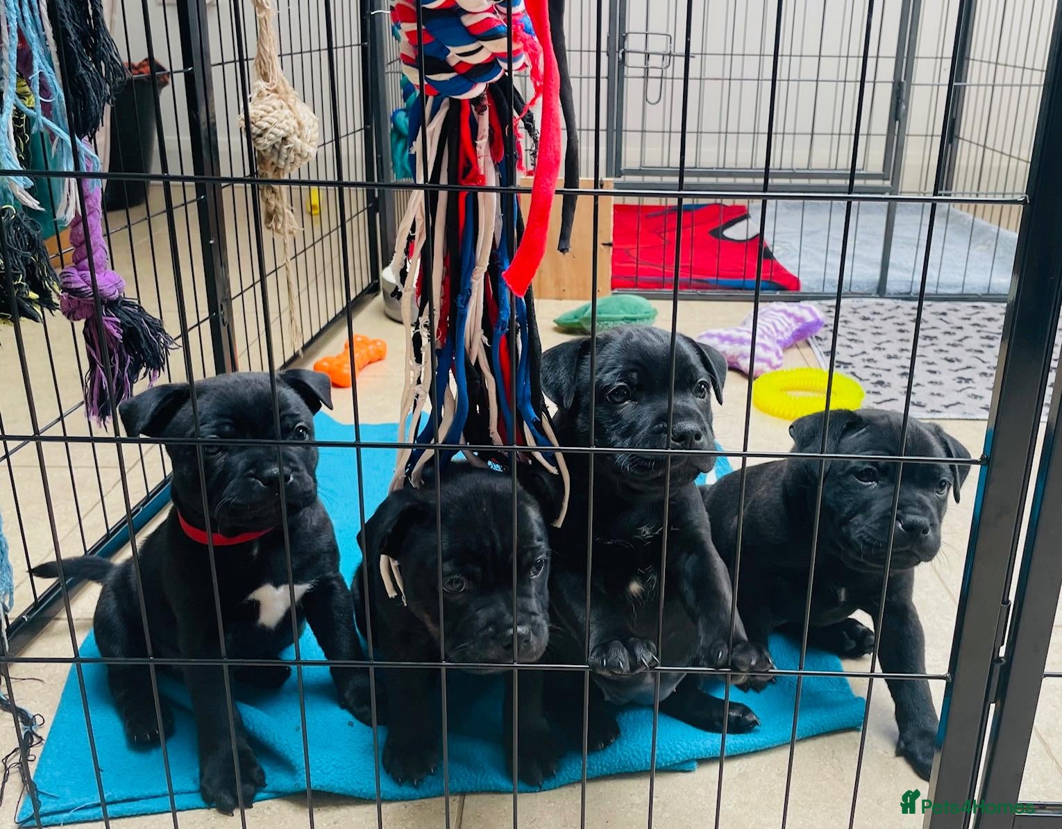 Staffordshire Bull Terrier dogs 🐾 KC Reg 4 x Stunning Staffy Puppies 🩷🩷🩷💙 - Advert 2