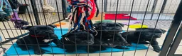 Staffordshire Bull Terrier dogs for sale: 🐾 KC Reg 4 x Stunning Staffy Puppies 🩷🩷🩷💙 - Advert 2
