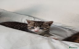 Mixed Breed cats for sale: Beautiful kittens - Image 4