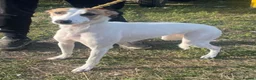 Lurcher dogs for sale: Lurcher bitch  - Advert 2
