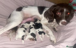 Sprocker dogs for sale: Gorgeous Sprocker Spaniel Puppies 🐶 - Image 5