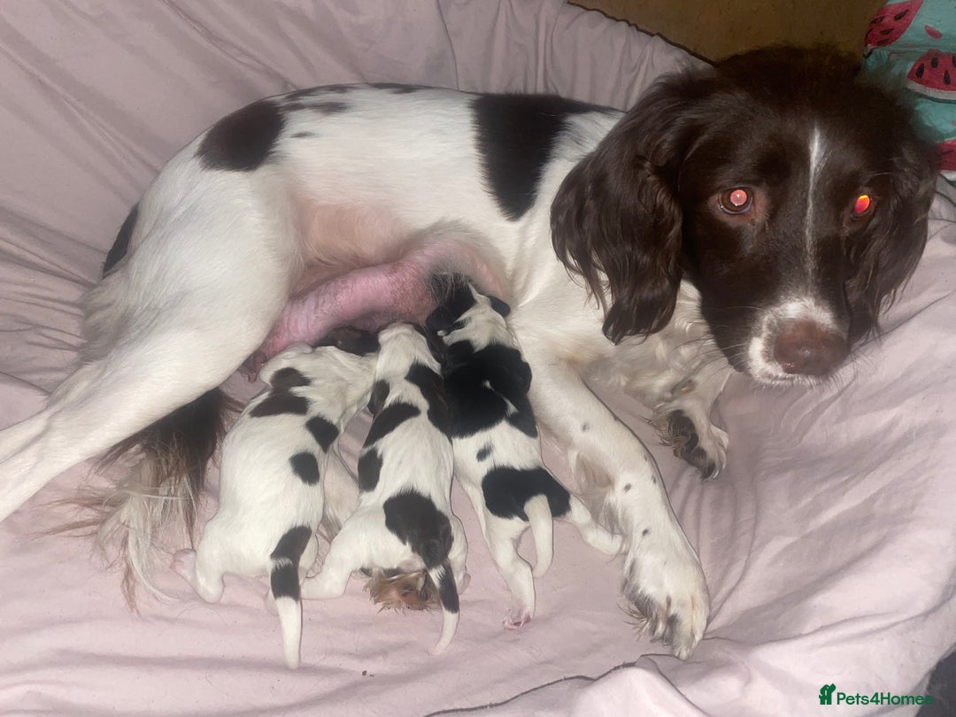 Sprocker dogs for sale: Gorgeous Sprocker Spaniel Puppies 🐶 - Image 5