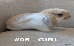 Mini Lop rabbits for sale: Exceptional Mini-Lops. Collect from: 13th October - Image 1