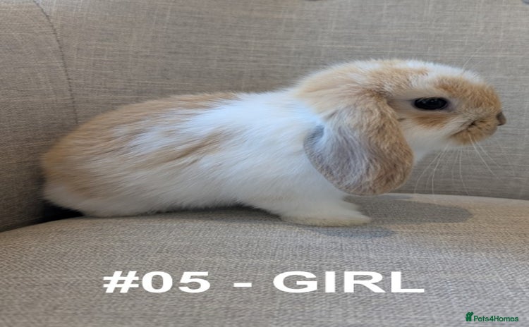 Mini Lop rabbits - Advert 4