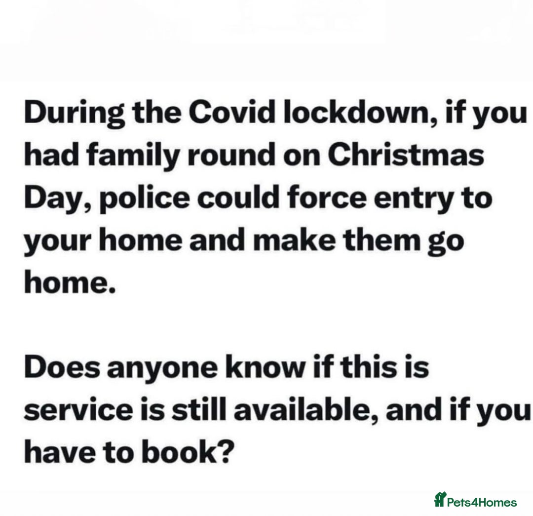 Cocker Spaniel dogs for sale: Working Cocker Spaniels - Advert 23