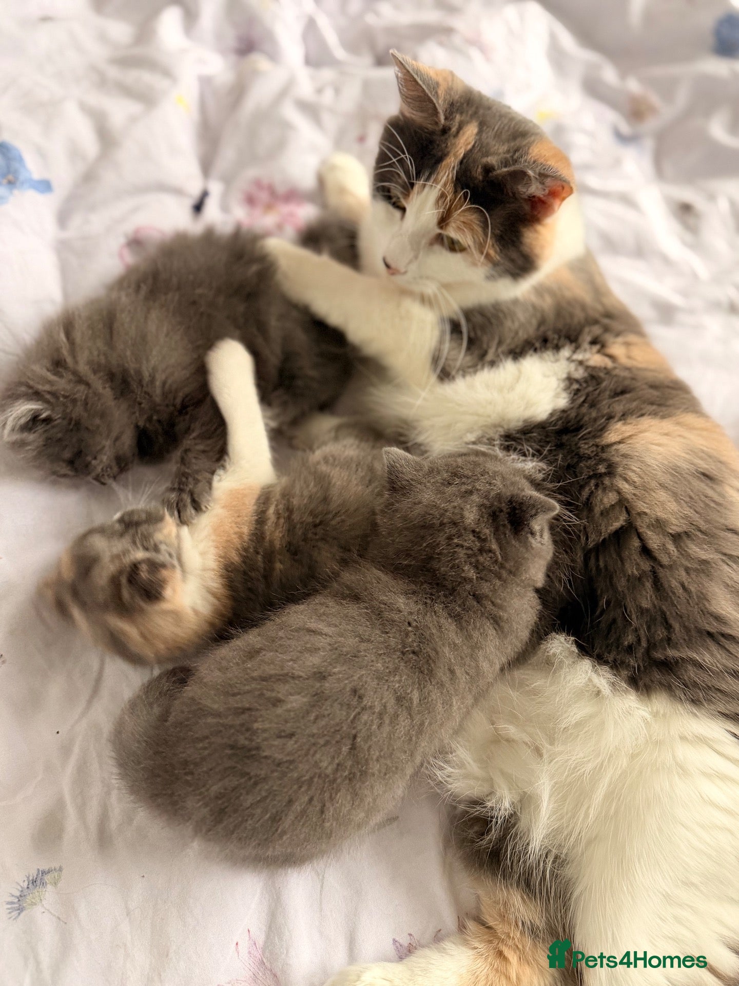 Mixed Breed cats for sale: Stunning Kittens for loving new homes - Advert 13