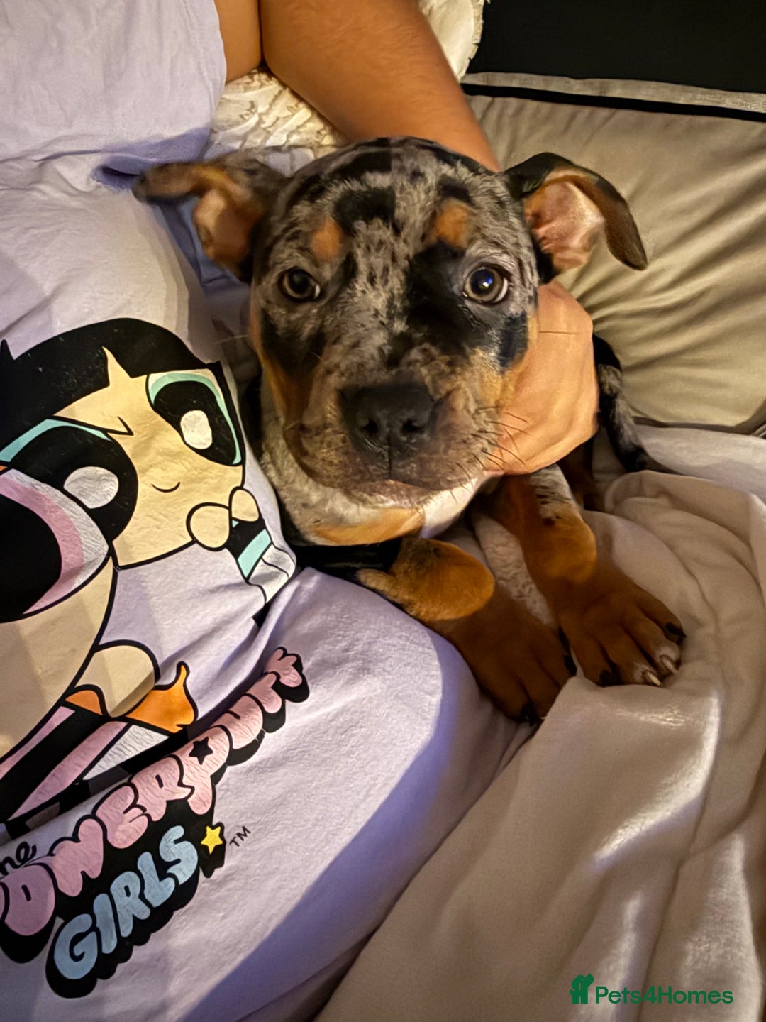 American Bully dogs for sale: 3 furbabies left ! ABKC Classic American Bullys - Advert 15