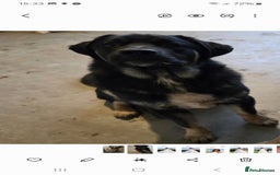 Mixed Breed dogs for sale: Caucasian shepherd/Cane corso  - Image 7