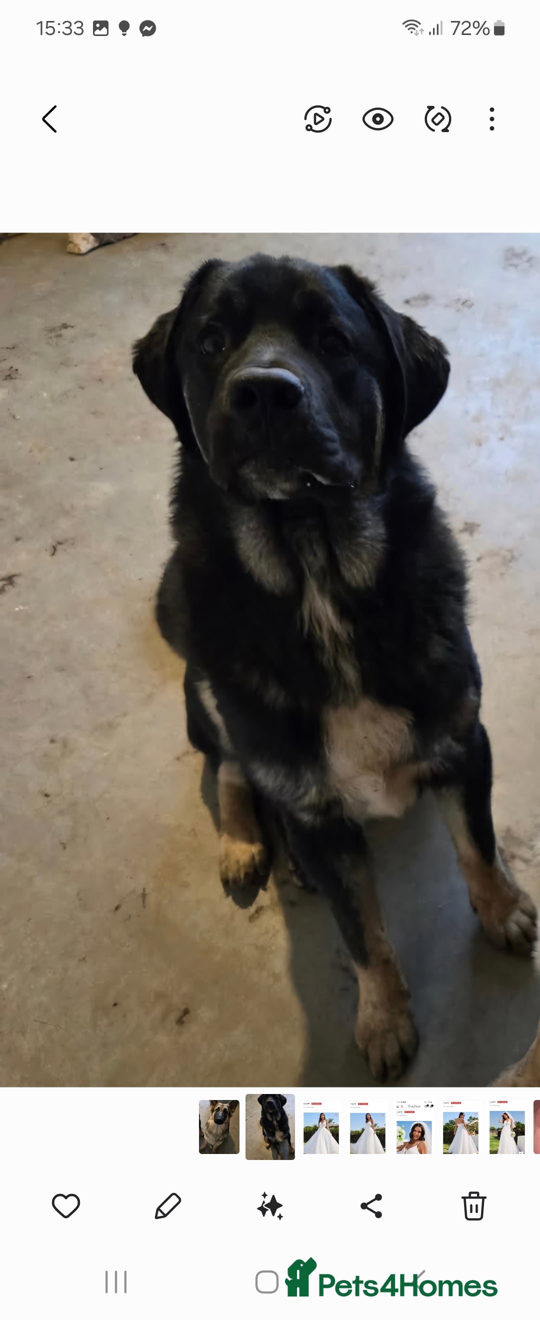 Mixed Breed dogs for sale: Caucasian shepherd/Cane corso  - Image 7