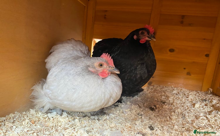 Chickens poultry - Advert 3