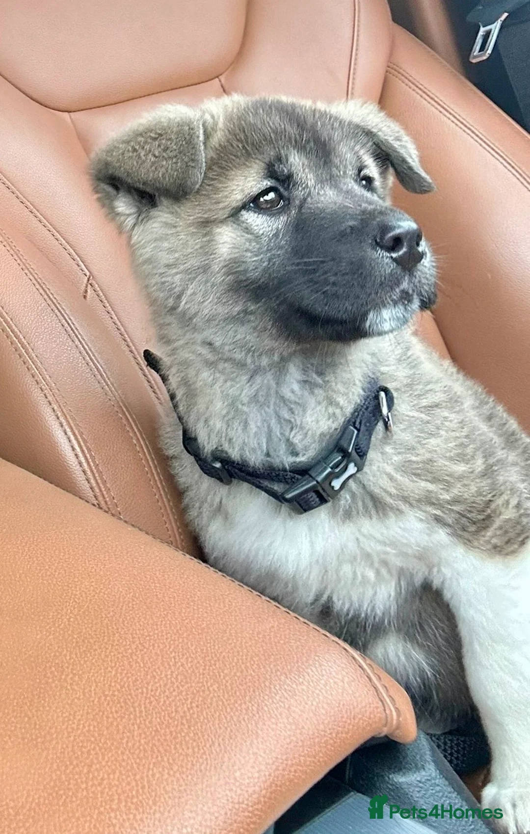 Akita dogs for sale: 10 weeks old beautiful American Akita girl in Southall - Advert 2