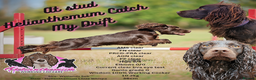 Cocker Spaniel dogs for stud: Working cocker at studs in Ashford - Advert 5