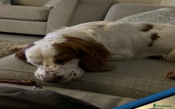 Cocker Spaniel dogs for sale: Charlie the cocker - Image 3