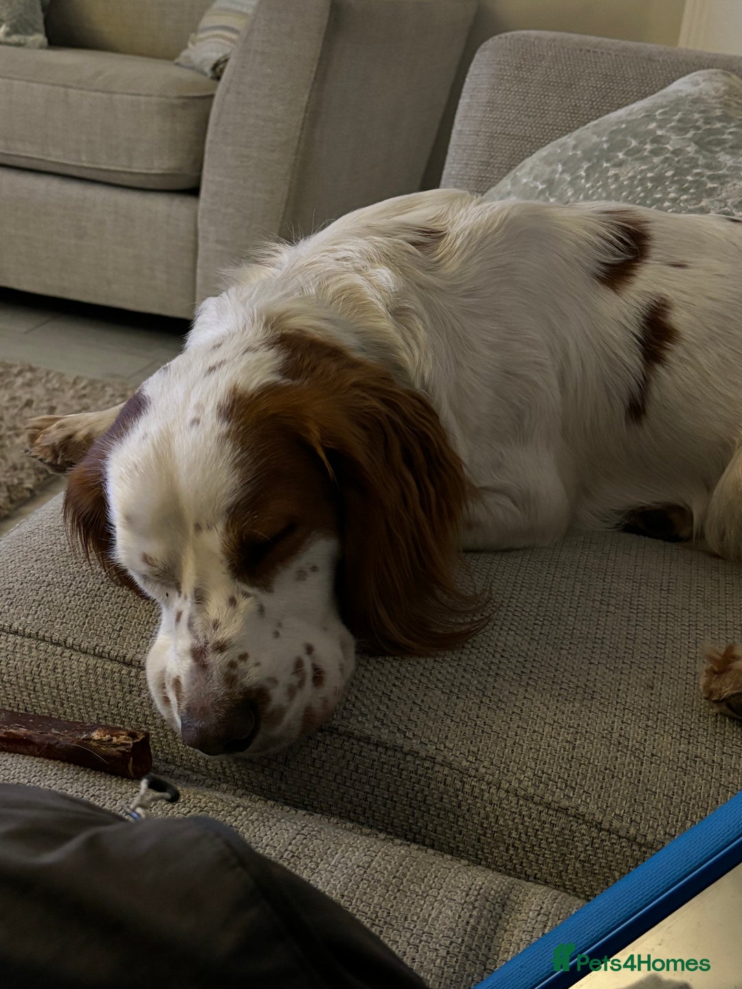 Cocker Spaniel dogs for sale: Charlie the cocker - Image 3