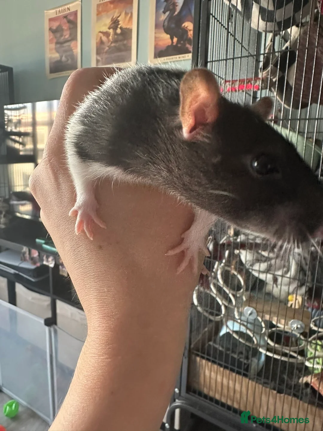 Rat rodents for sale: Rats for rehoming - Advert 7