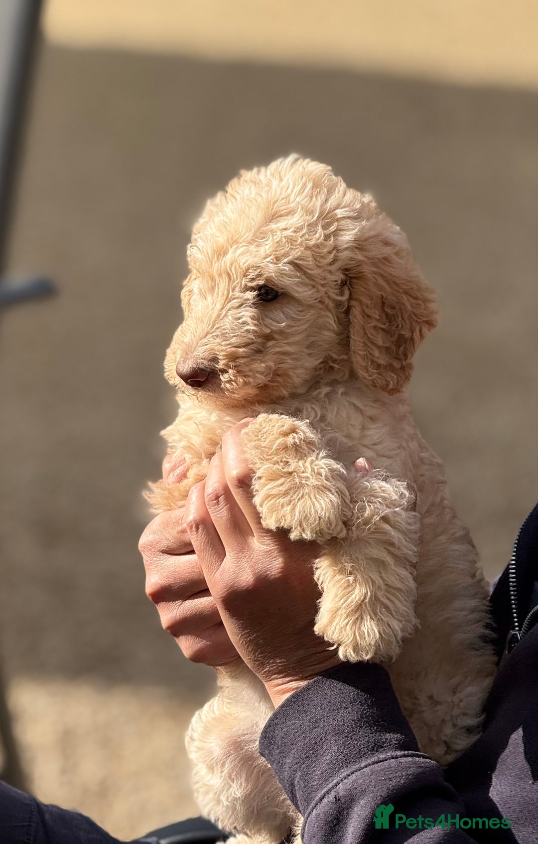 Labradoodle dogs for sale: F1b 3rd generation Labradoodles  - Image 6