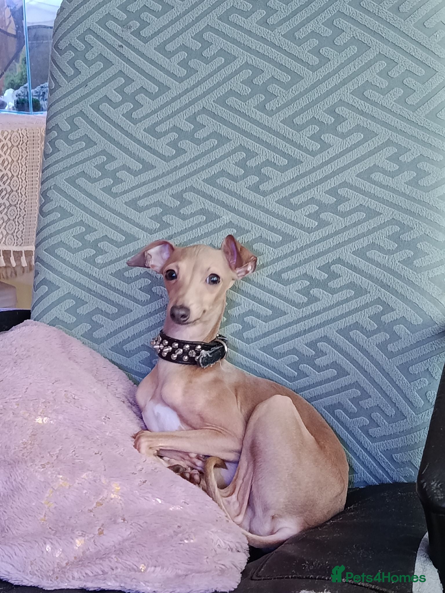 Italian Greyhound dogs 🐕Italian Greyhound stud dog available ✨ - Advert 13