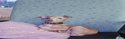 Italian Greyhound dogs for stud: 🐕Italian Greyhound stud dog available ✨ - Advert 2