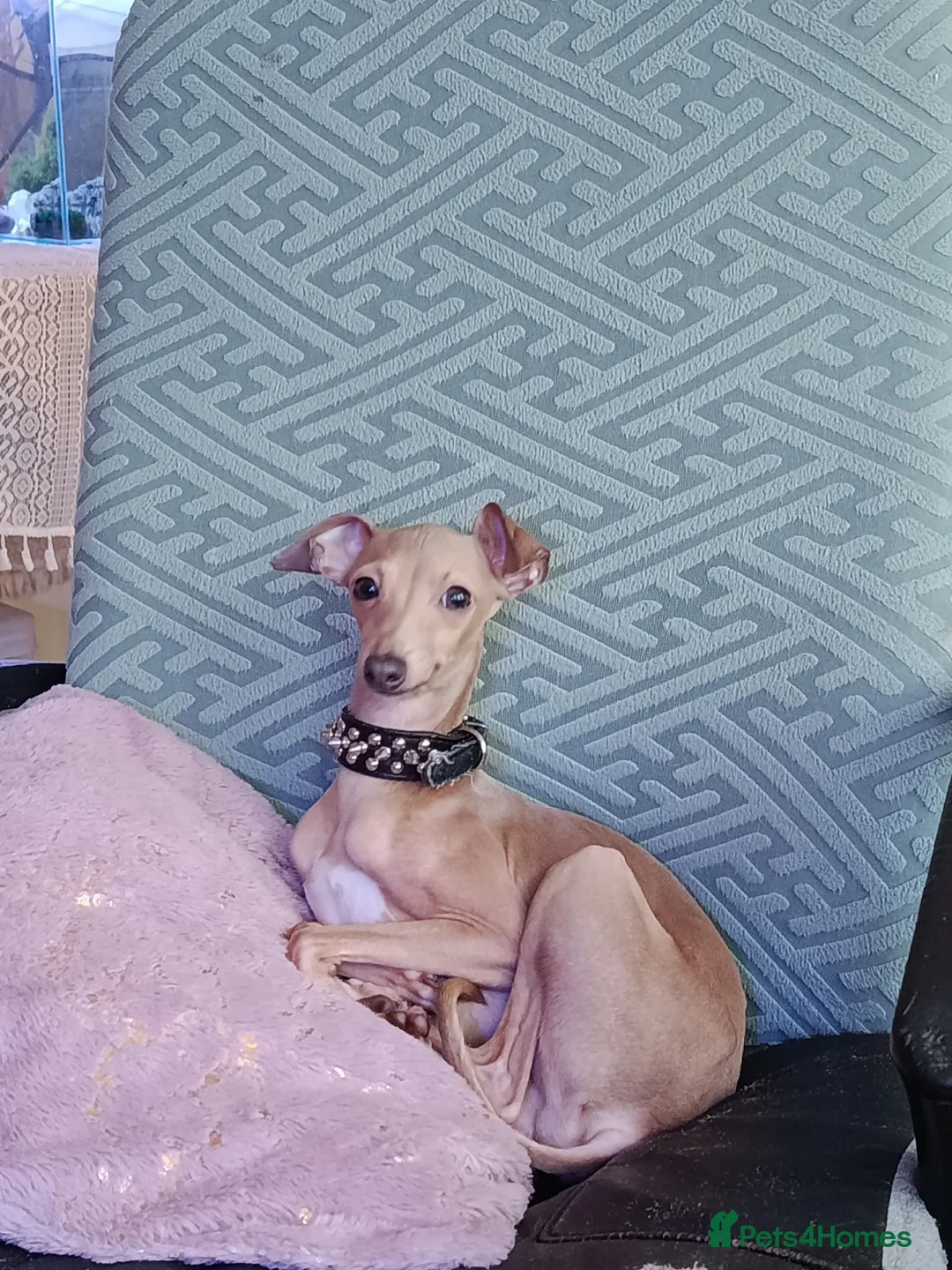 Italian Greyhound dogs for stud: 🐕Italian Greyhound stud dog available ✨ - Advert 2
