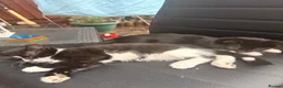 Mixed Breed cats for sale: Kittens for new homes asap in Slough - Advert 2