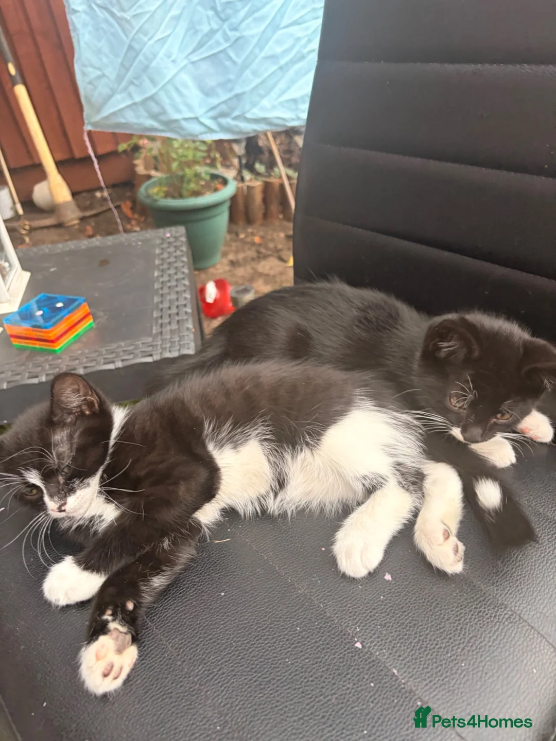 Mixed Breed cats for sale: Kittens for new homes asap in Slough - Advert 2