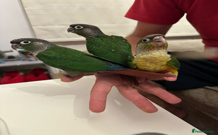 Conures birds - Advert 1