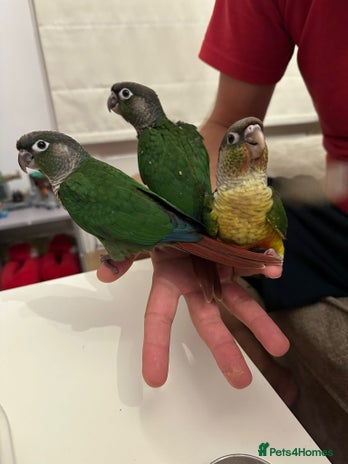 Conures birds - Advert 3