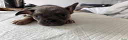 French Bulldog dogs for sale: French bulldog ( fluffy bloodline) - Advert 34