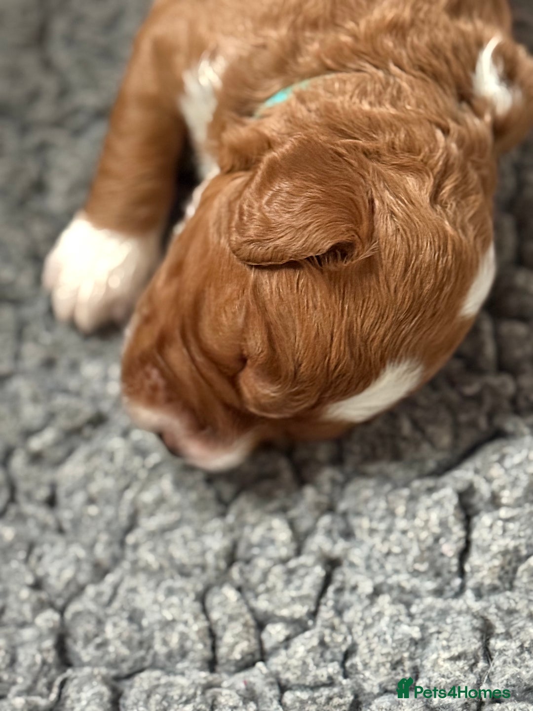 Australian Labradoodle dogs for sale: 5* Health tested Australian Labradoodles - Image 1