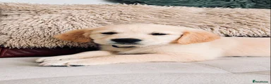 Golden Retriever Puppy 5