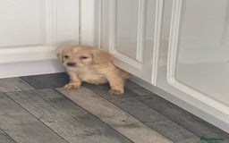 Cocker Spaniel dogs for sale: Champagne cocker spaniel pups  - Image 7