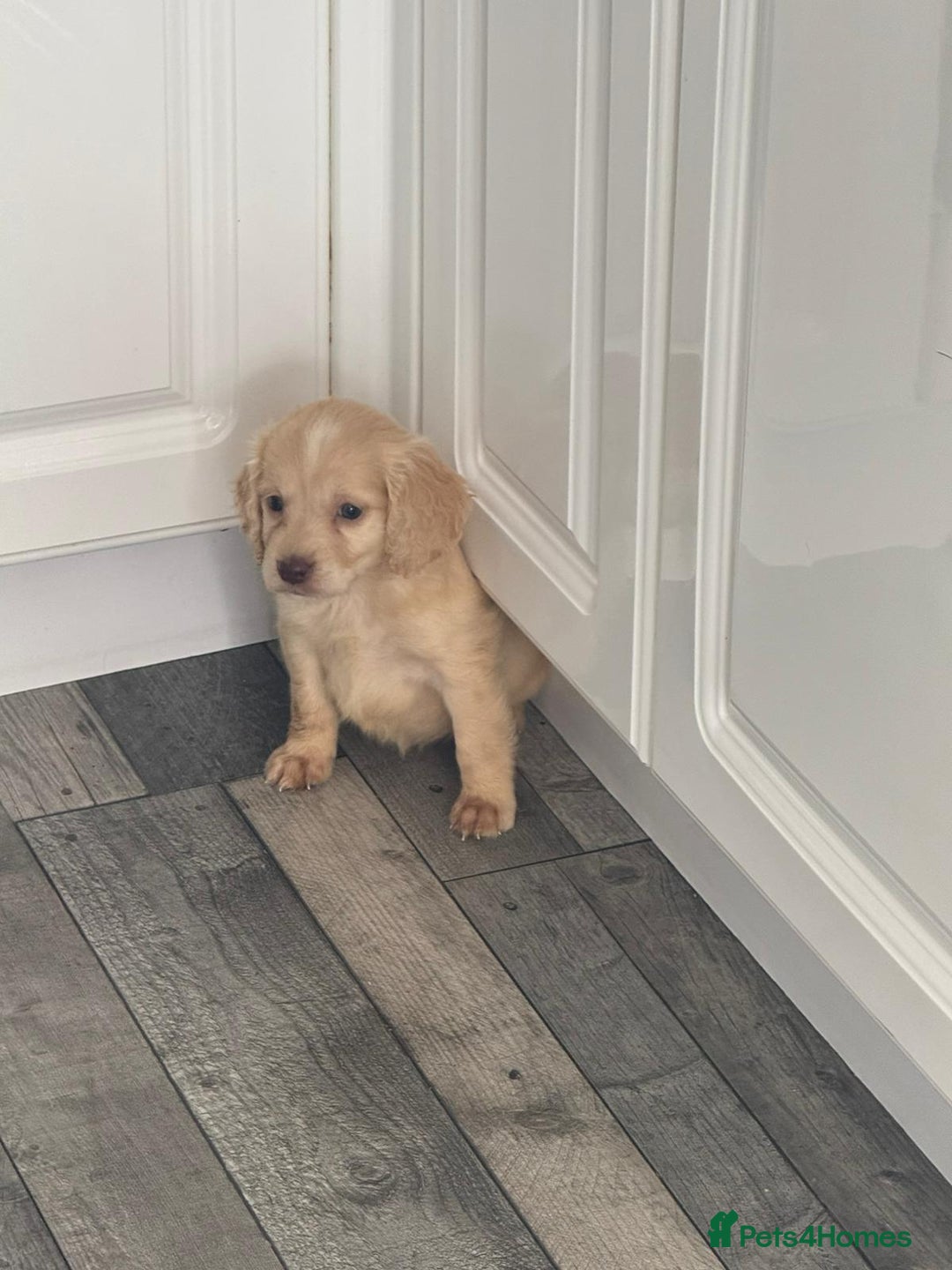 Cocker Spaniel dogs for sale: Champagne cocker spaniel pups  - Image 7